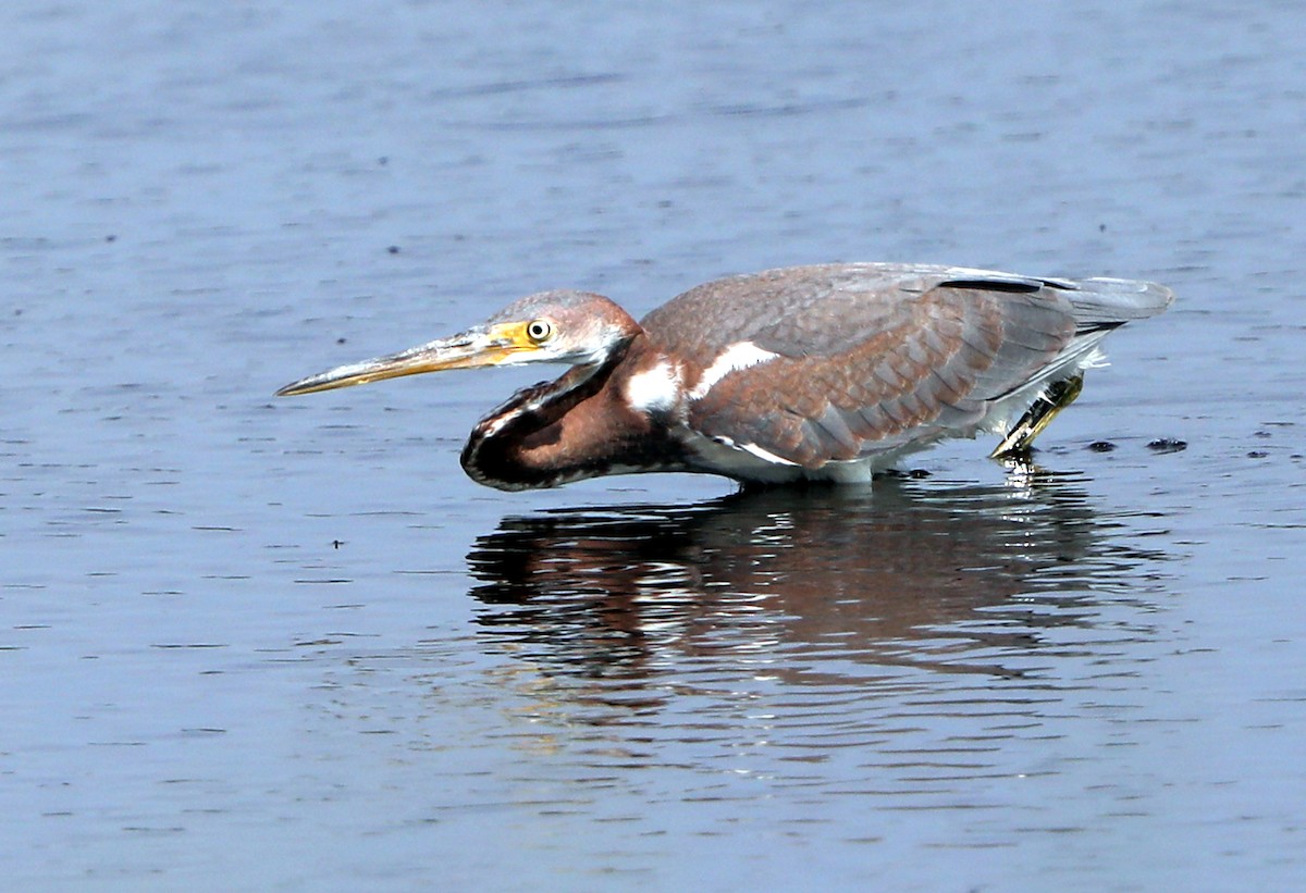 Tricolored Heron - ML622107067