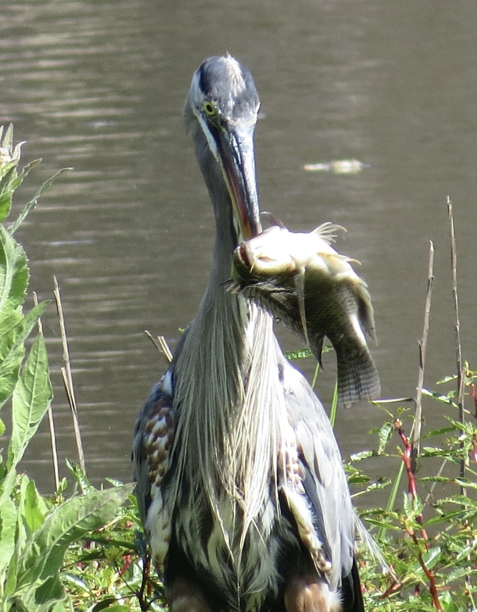 Great Blue Heron - ML622107069