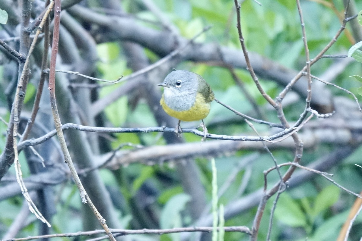 MacGillivray's Warbler - ML622107074