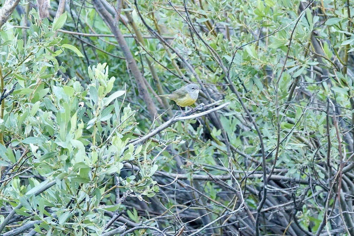MacGillivray's Warbler - ML622107075