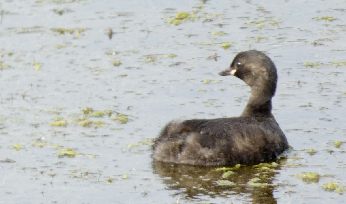 Little Grebe - Marie Connors