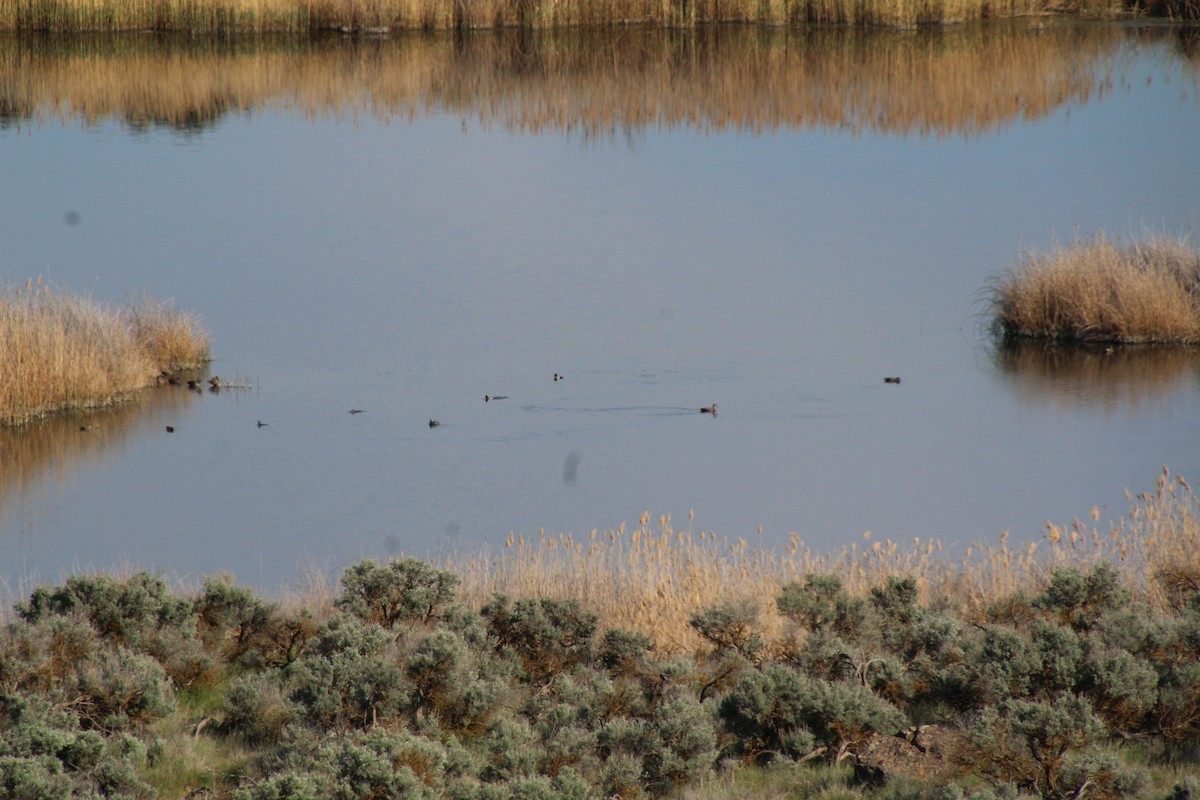 Lesser Scaup - ML622107100