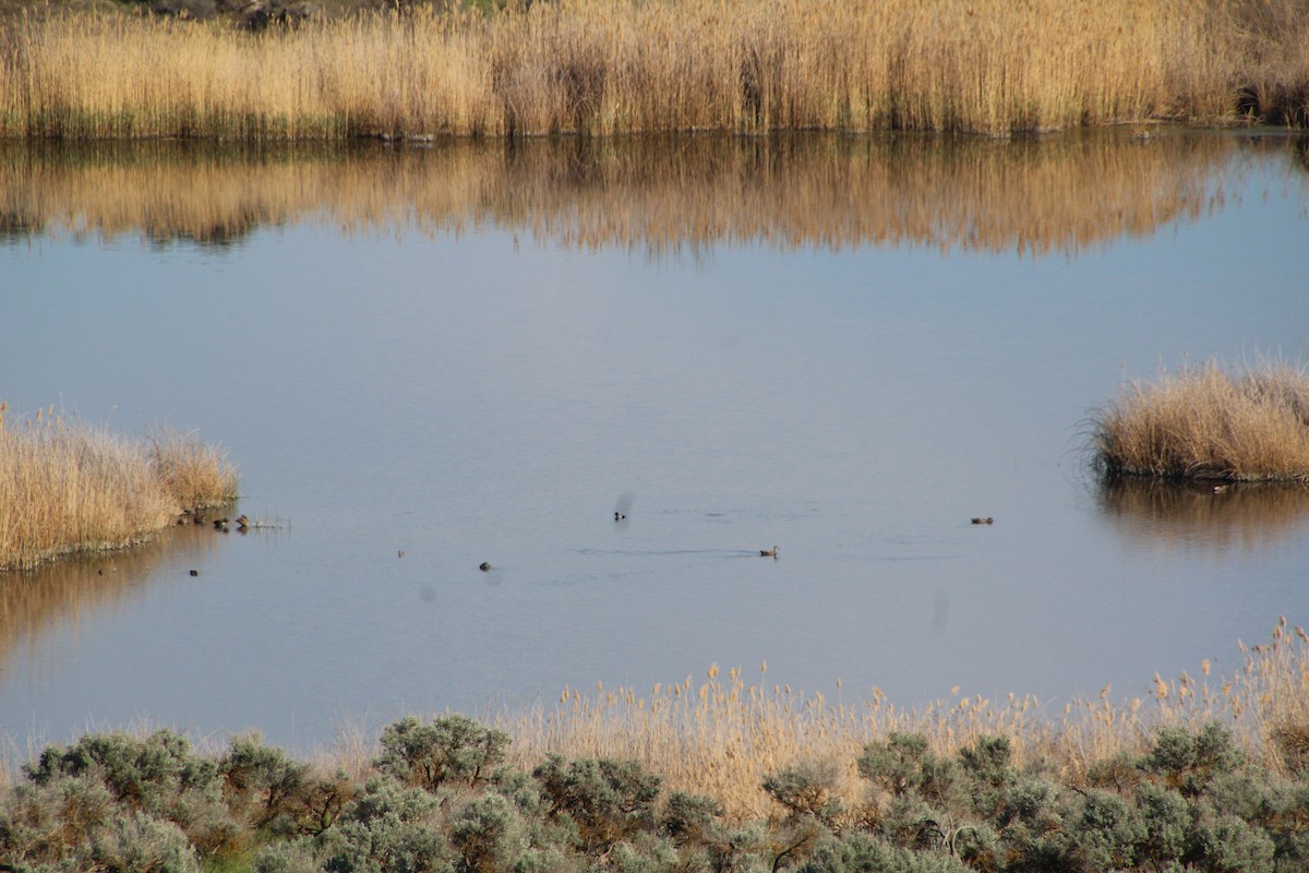 Lesser Scaup - ML622107101