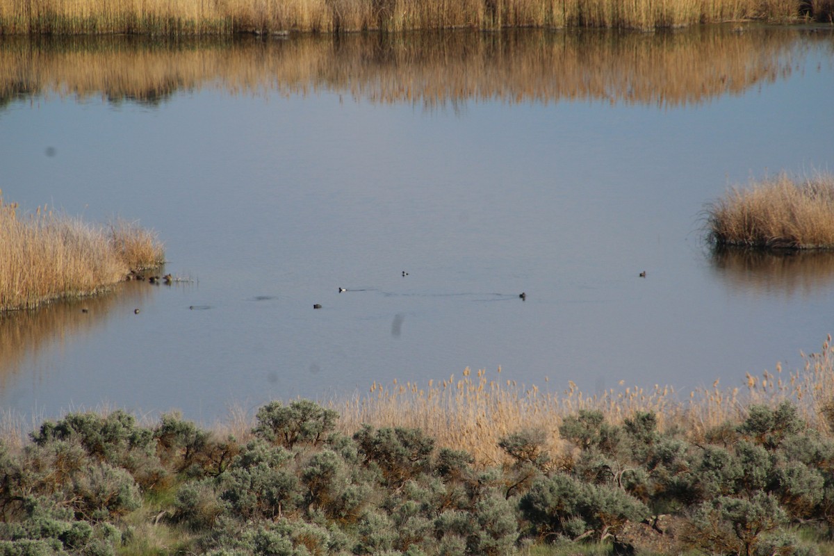 Lesser Scaup - ML622107102