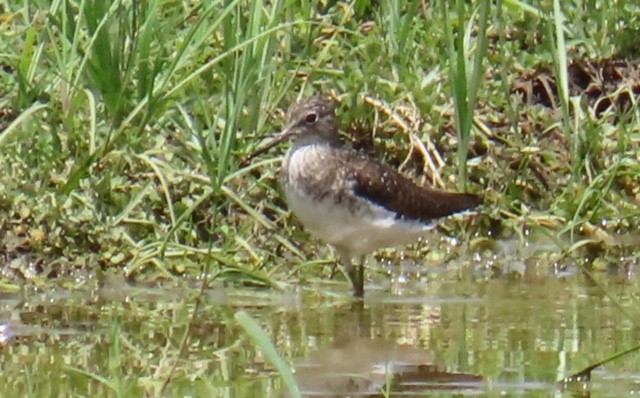 Solitary Sandpiper - alice horst