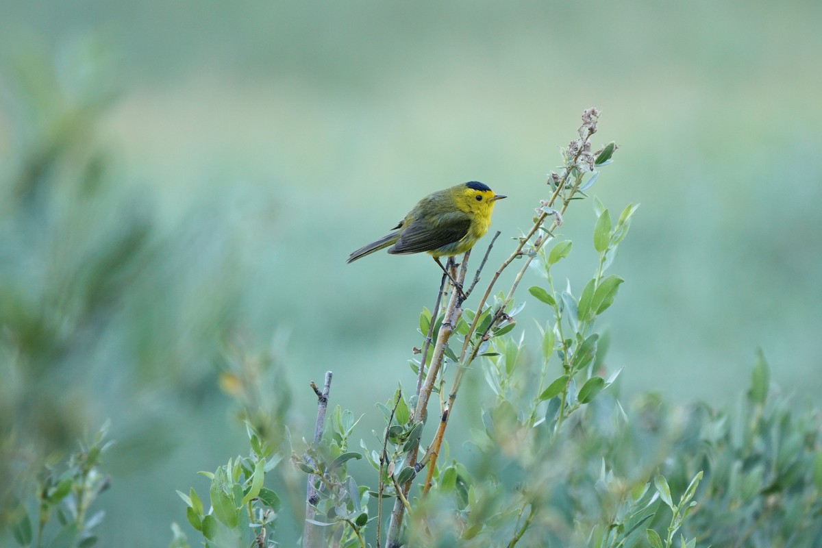 Wilson's Warbler - ML622107110
