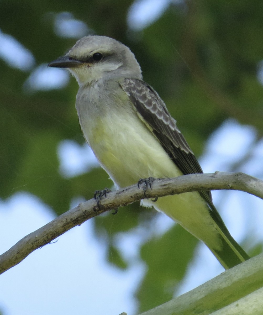 Western Kingbird - ML622107116