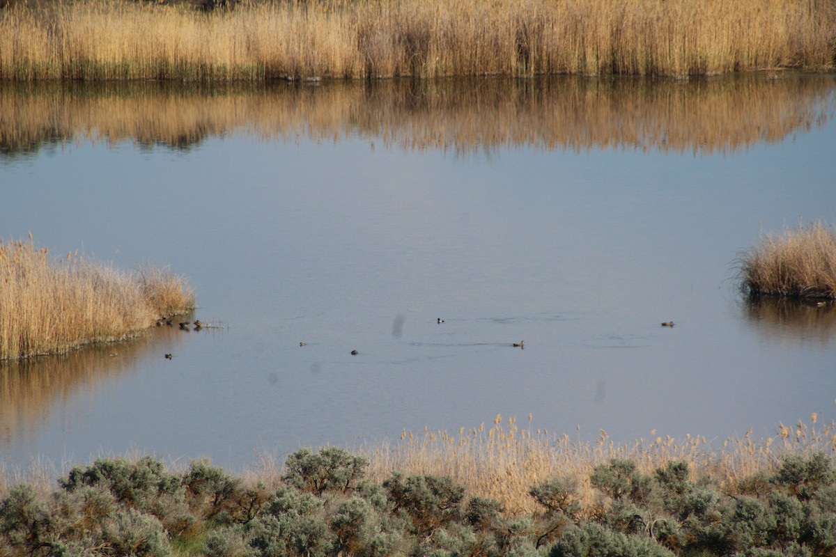 Lesser Scaup - ML622107120