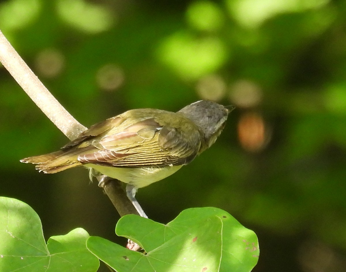 Red-eyed Vireo - ML622107128