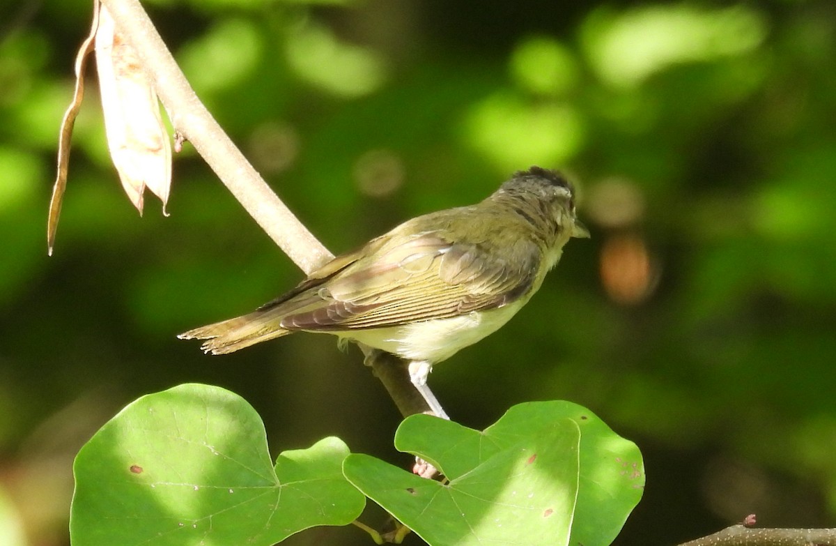 Red-eyed Vireo - ML622107129