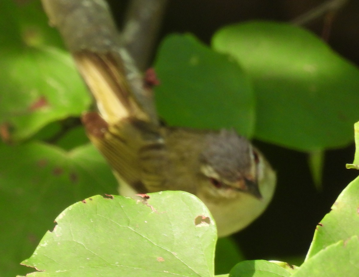Red-eyed Vireo - ML622107130