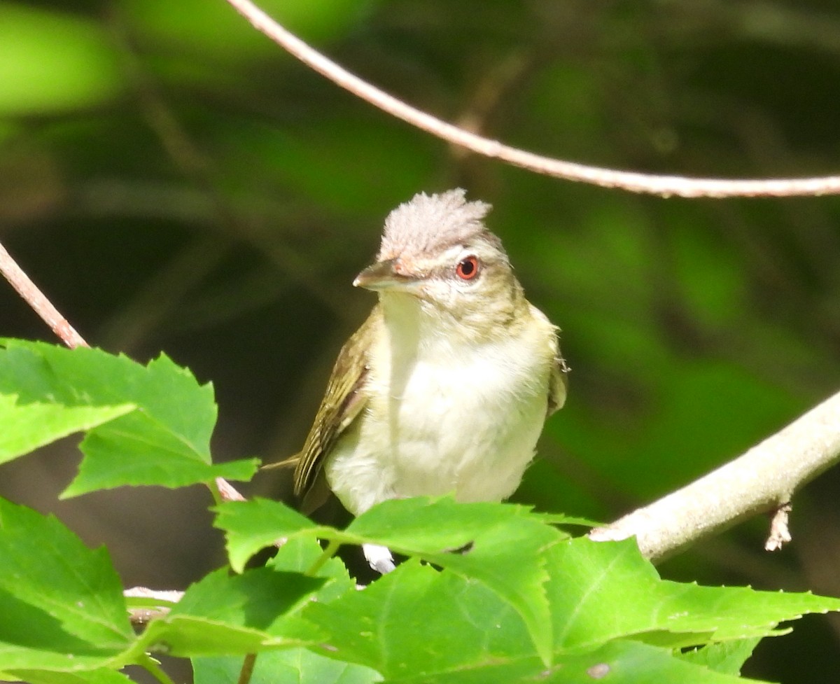 Red-eyed Vireo - ML622107131