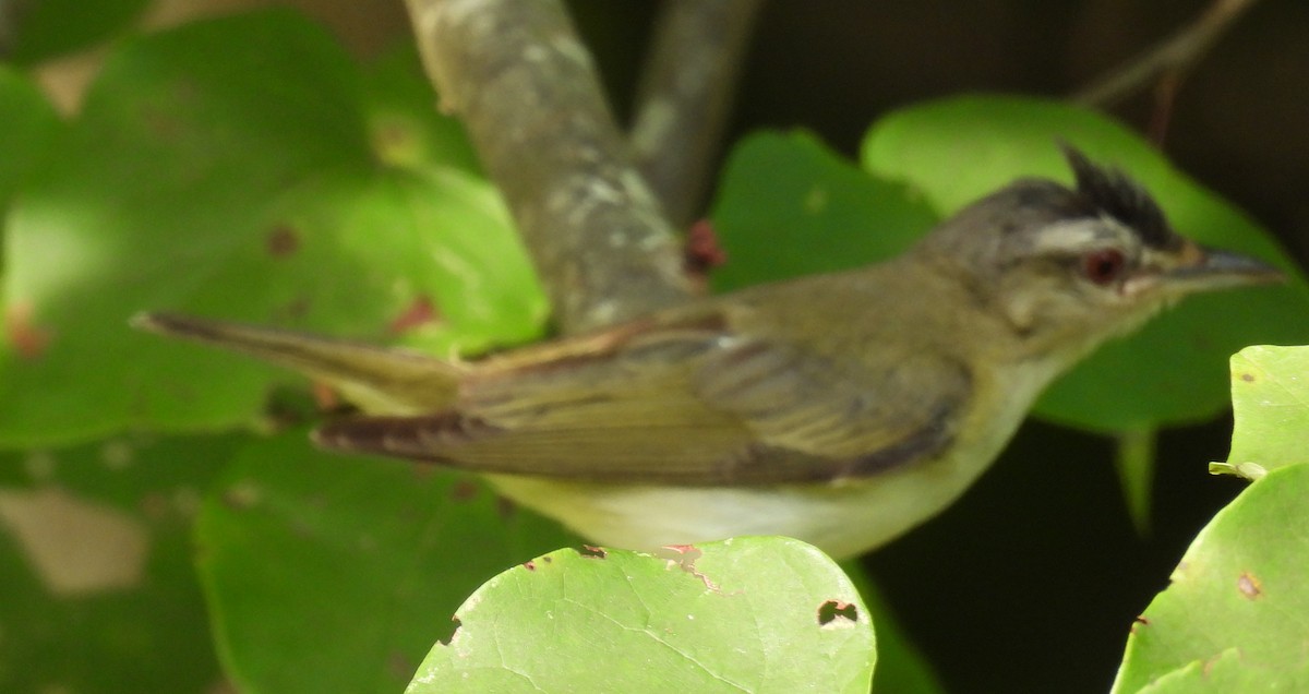 Red-eyed Vireo - ML622107132