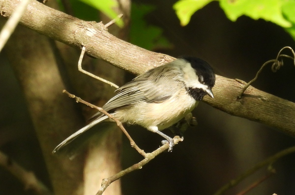 Carolina Chickadee - ML622107142
