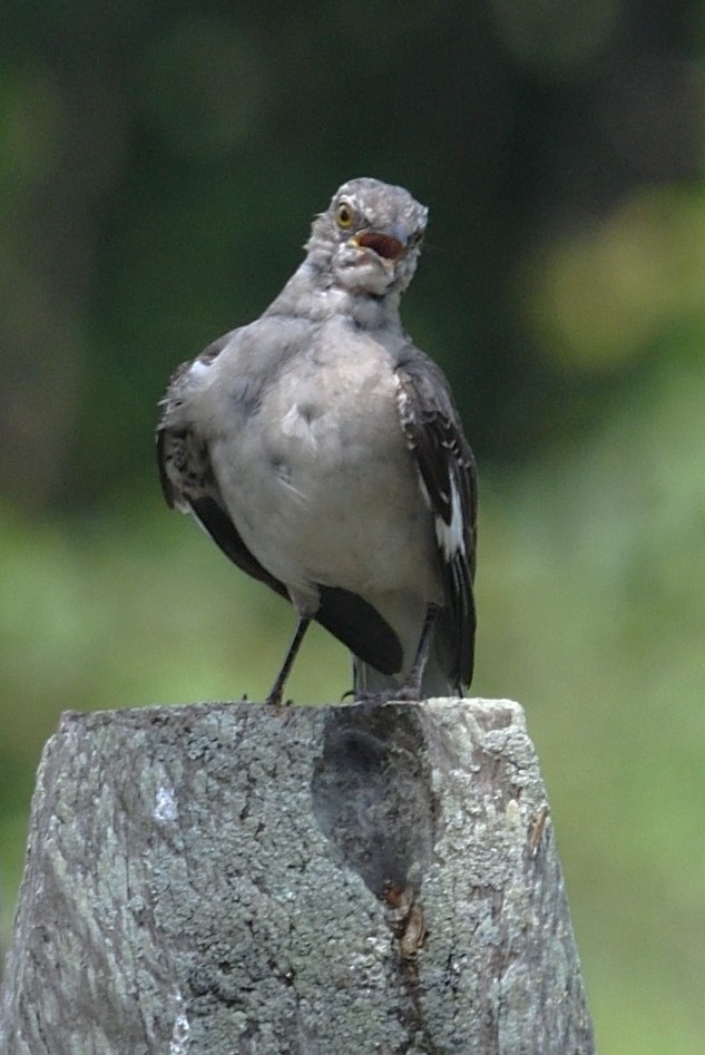 Northern Mockingbird - ML622107173