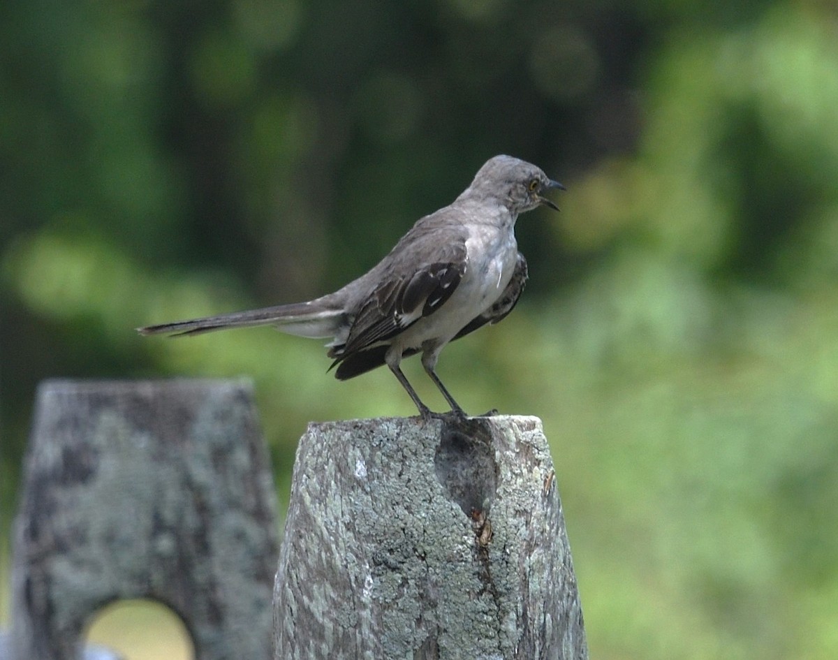 Northern Mockingbird - ML622107174