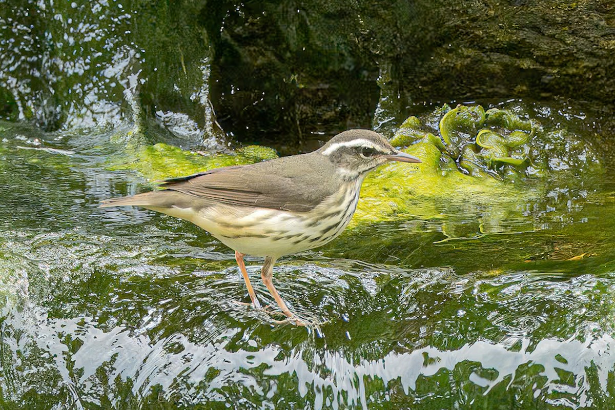 Louisiana Waterthrush - ML622107197