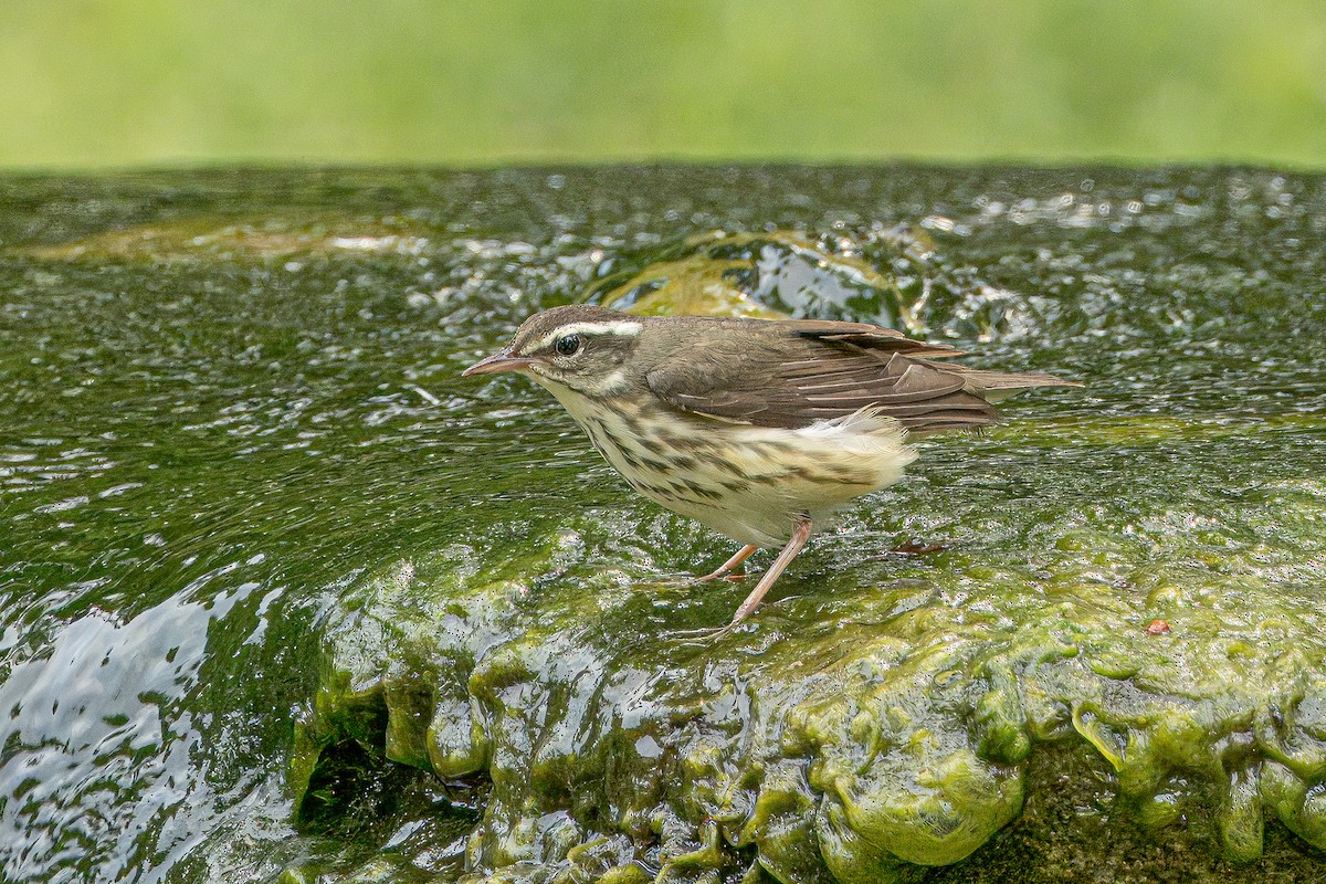 Louisiana Waterthrush - ML622107201