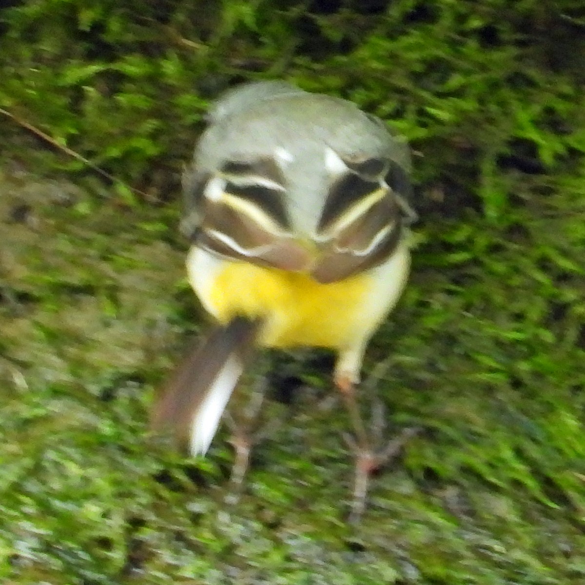 Gray Wagtail - ML622107209