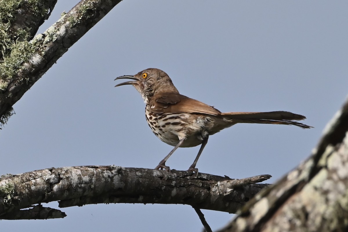 Long-billed Thrasher - ML622107211