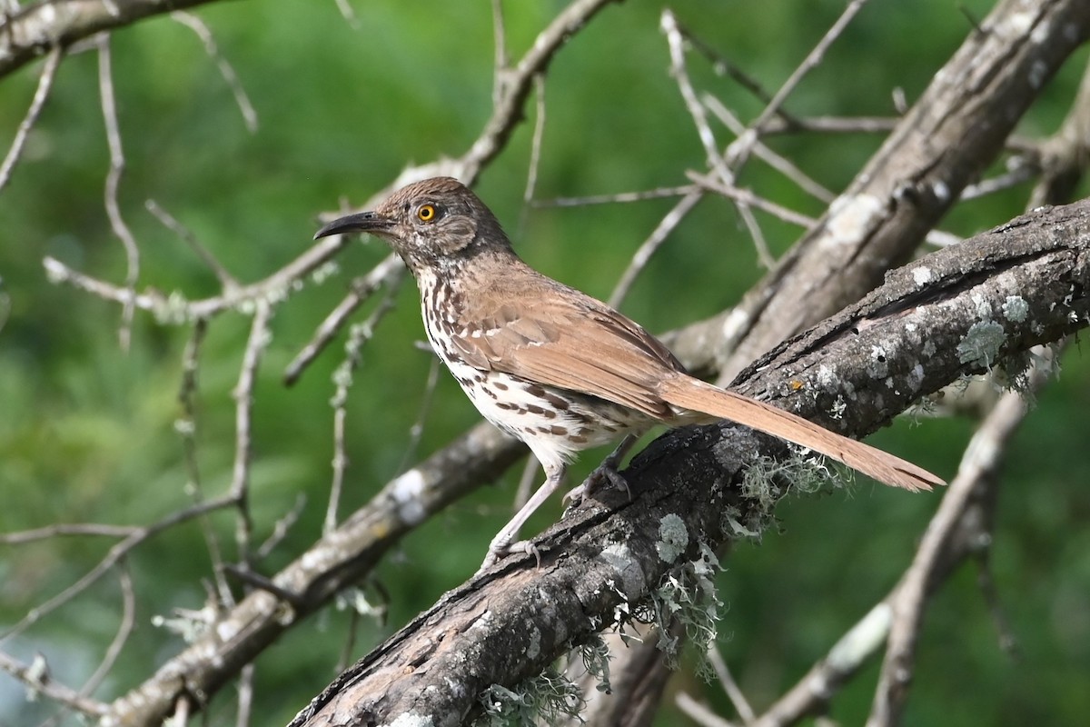 Long-billed Thrasher - ML622107212