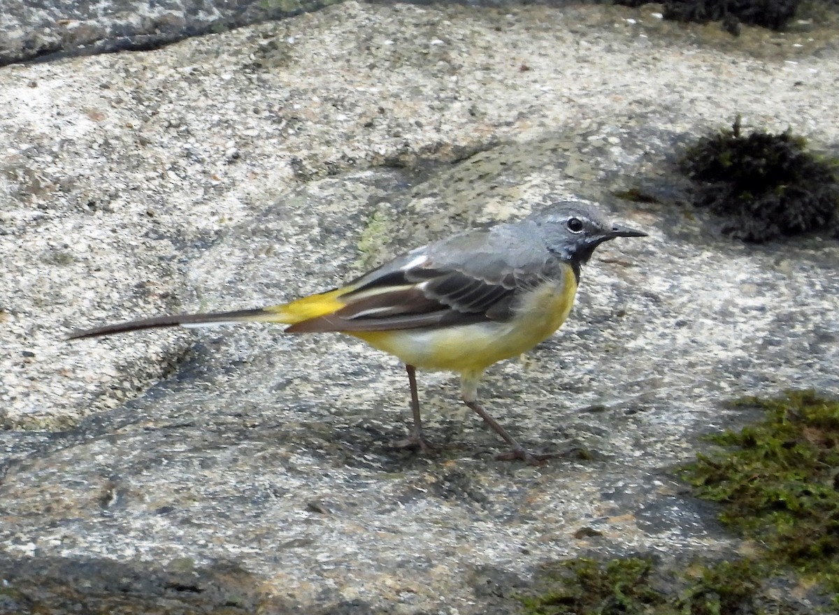 Gray Wagtail - Peter Jungblut