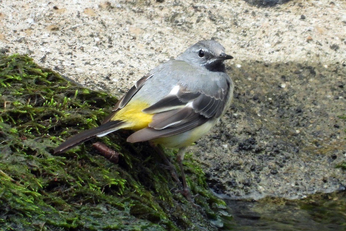 Gray Wagtail - ML622107216