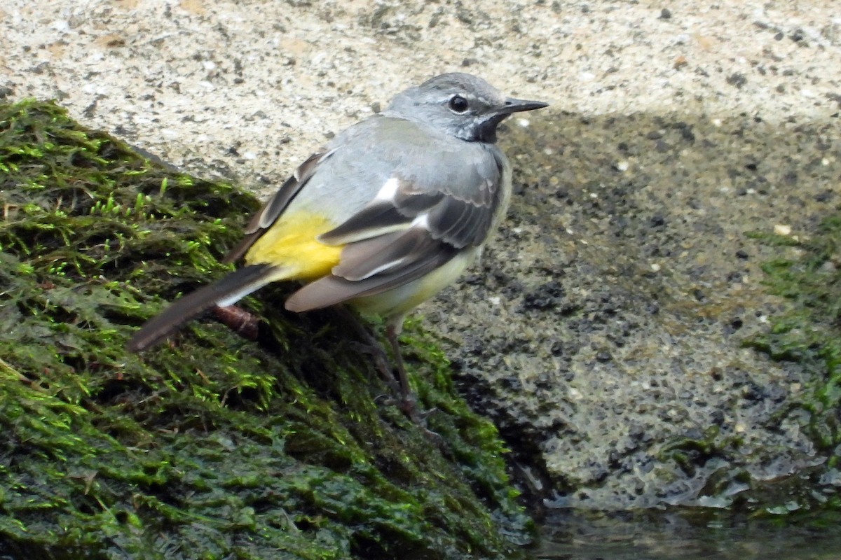 Gray Wagtail - ML622107217