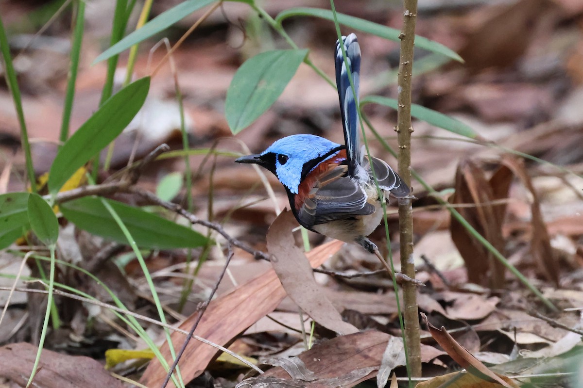 Lovely Fairywren - ML622107222