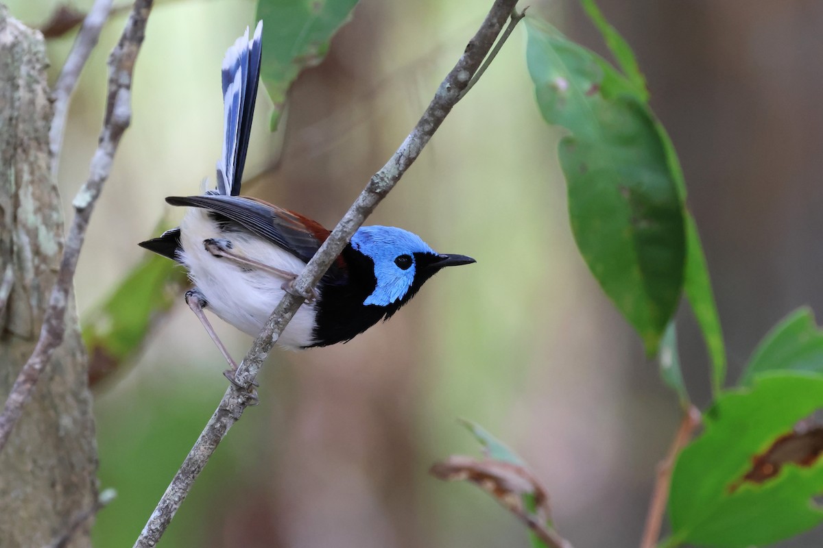 Lovely Fairywren - ML622107223