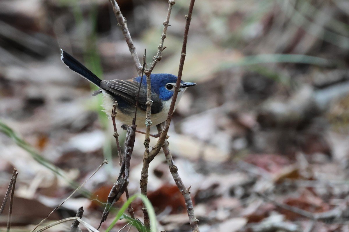 Lovely Fairywren - ML622107224