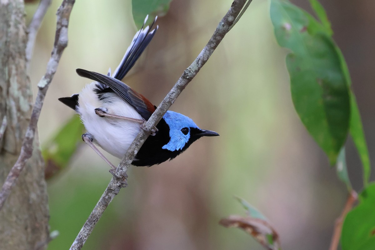 Lovely Fairywren - ML622107225