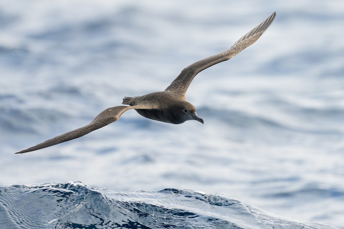 Sooty Shearwater - ML622107227