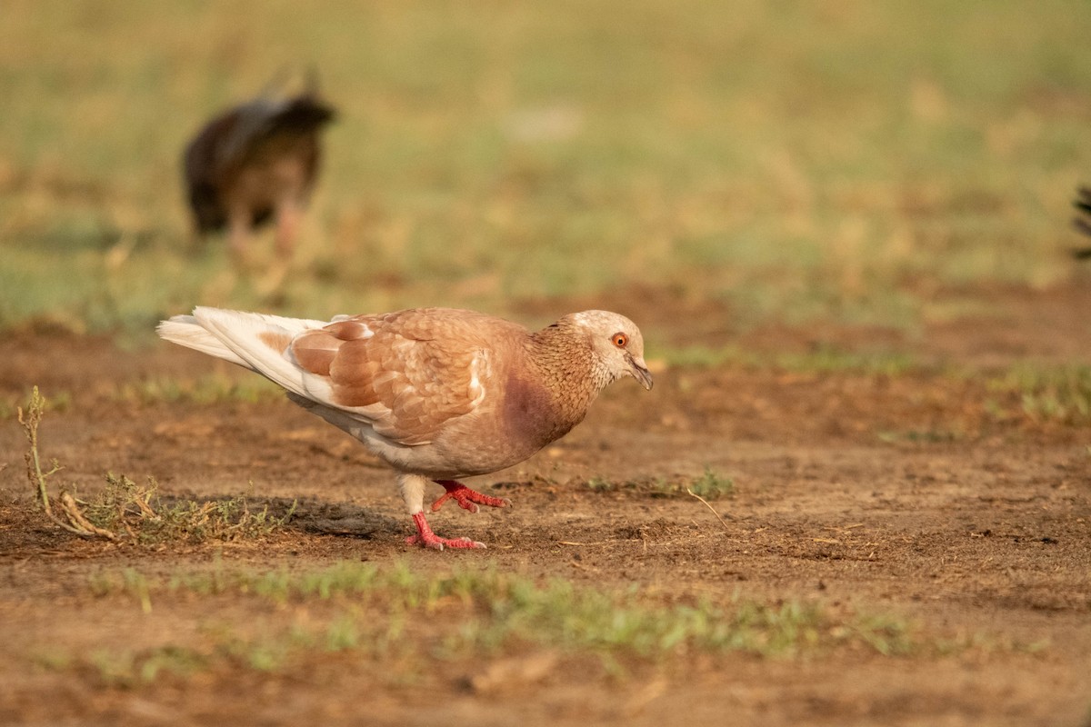 Pigeon biset (forme domestique) - ML622107241