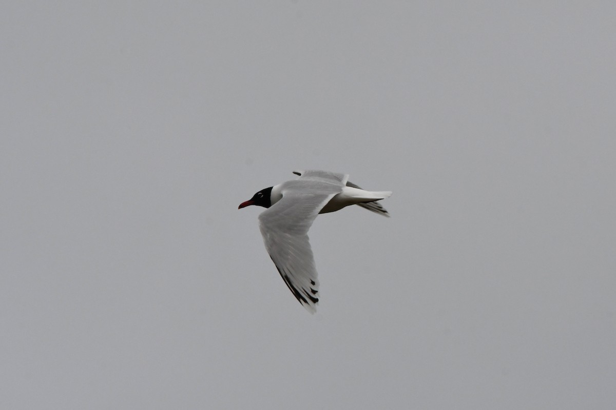 Mediterranean Gull - ML622107243