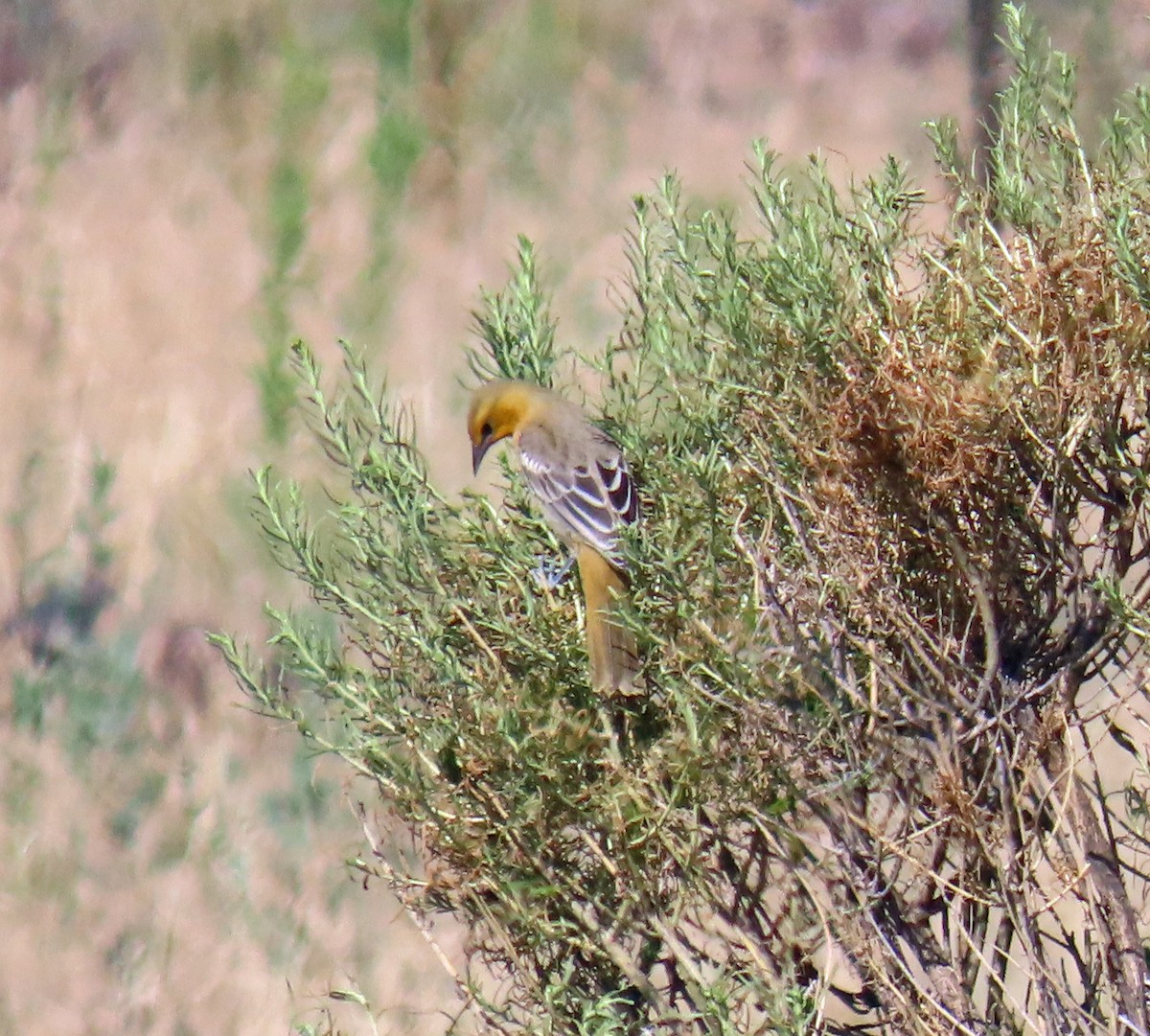 Bullock's Oriole - ML622107244