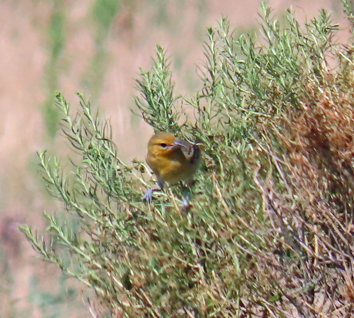 Bullock's Oriole - ML622107245