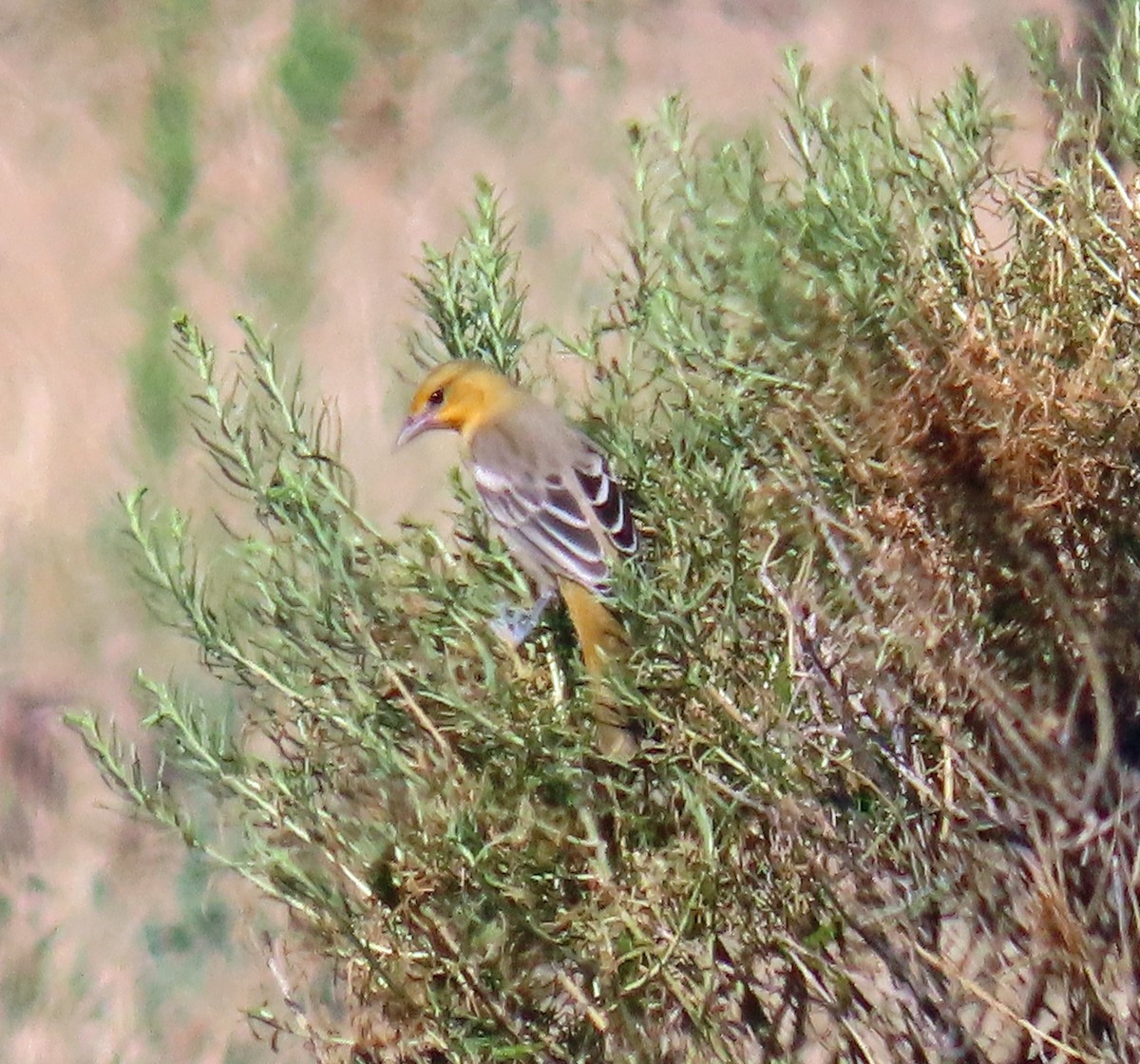 Bullock's Oriole - ML622107246