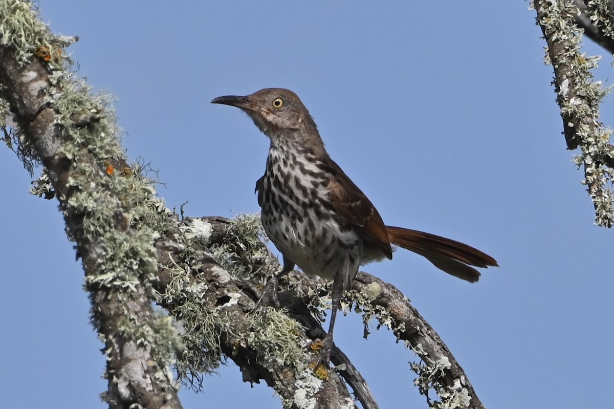 Long-billed Thrasher - ML622107249