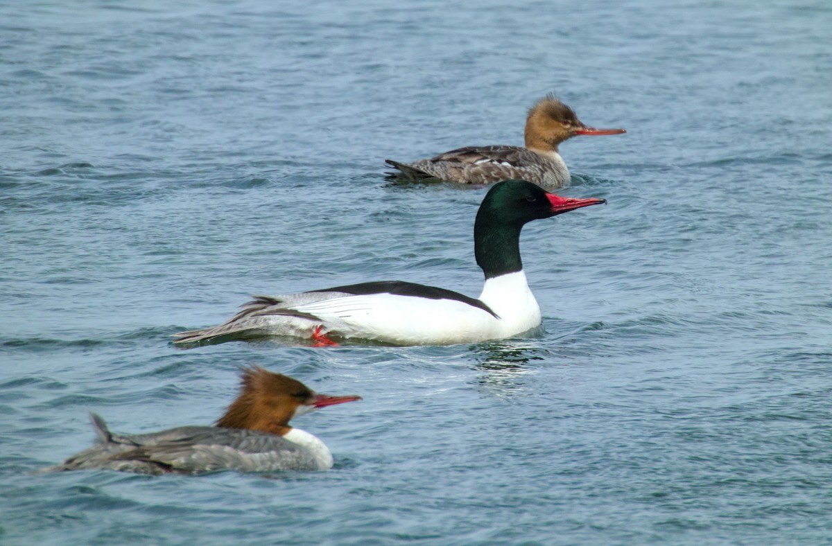 Common Merganser - ML622107250