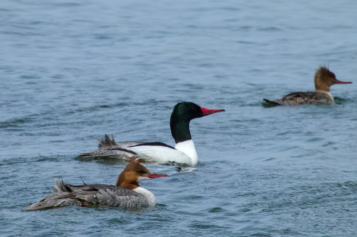 Common Merganser - ML622107251