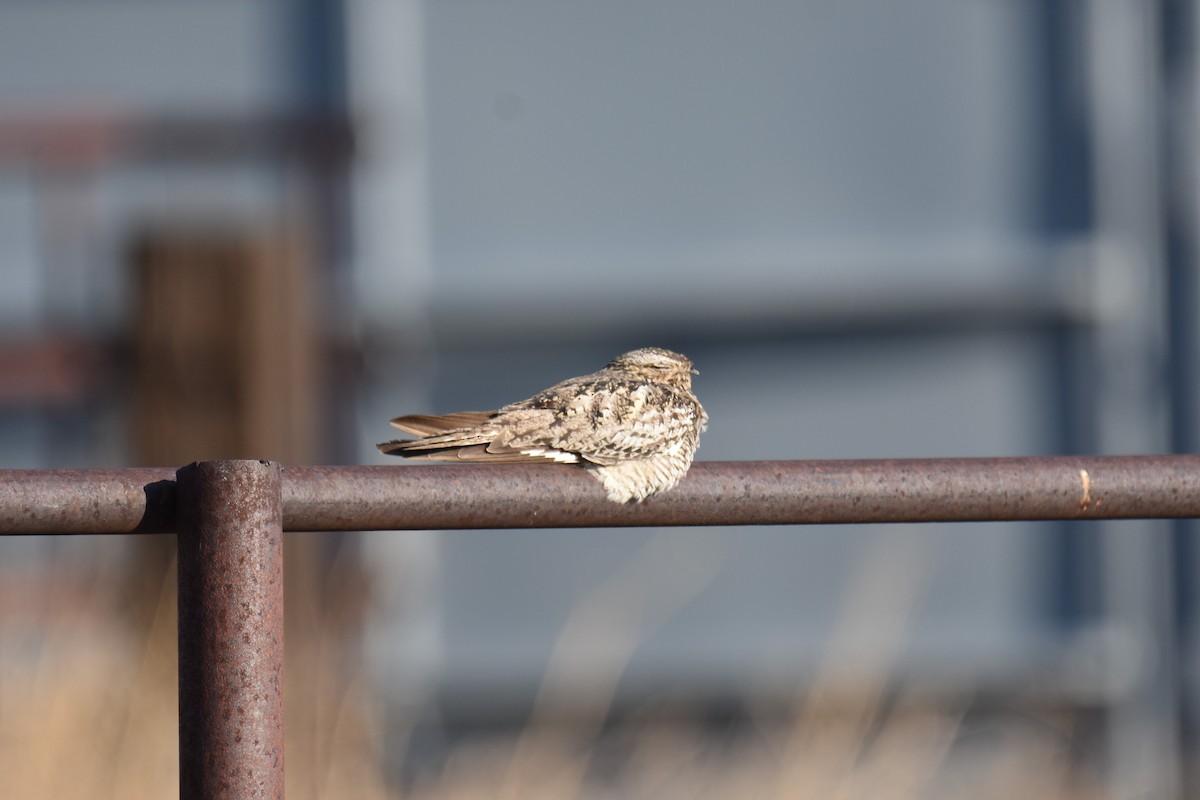 Common Nighthawk - ML622107253