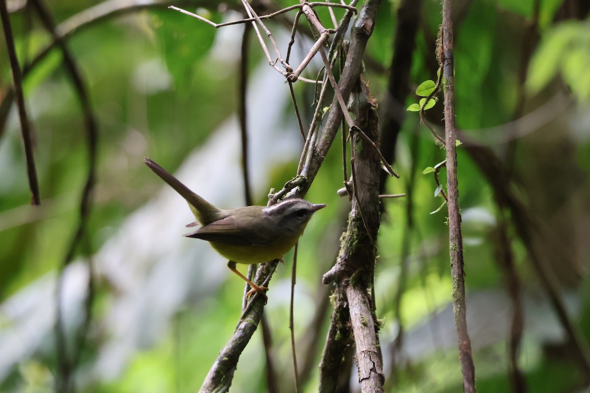 Golden-crowned Warbler - ML622107255