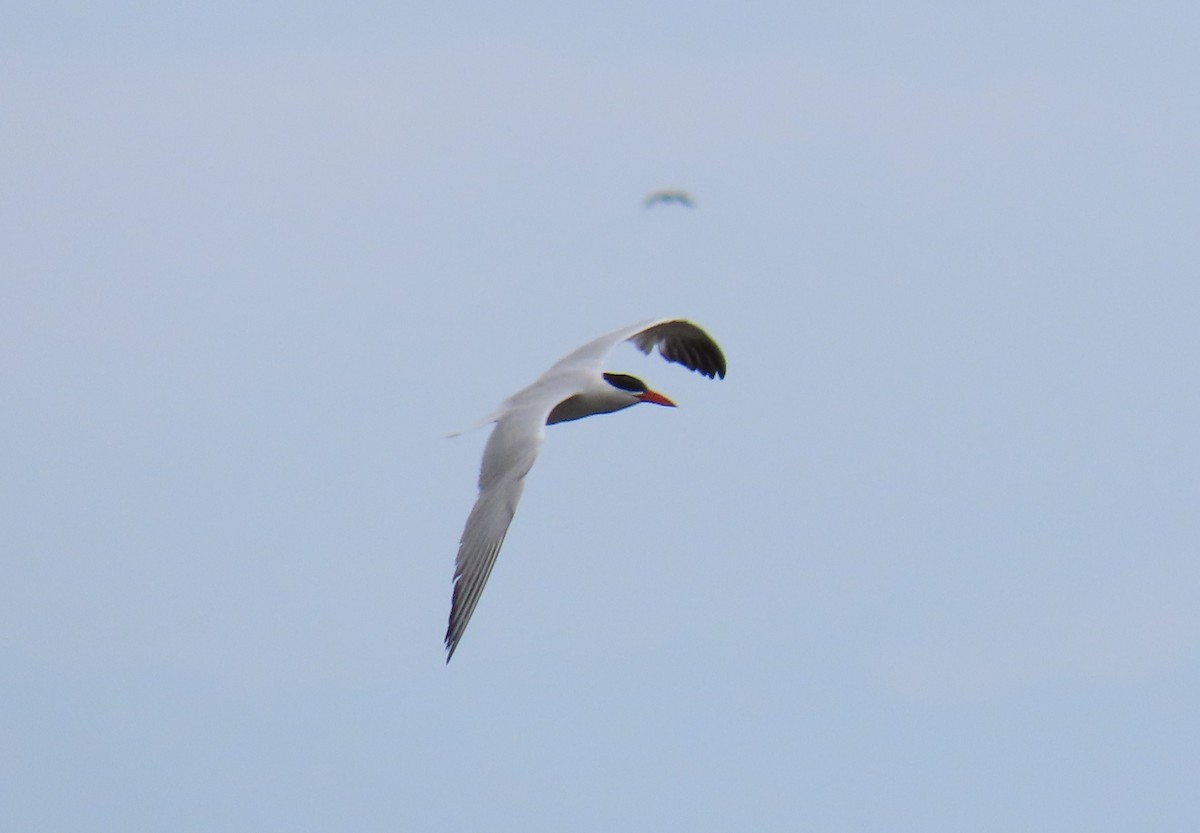 Caspian Tern - ML622107256