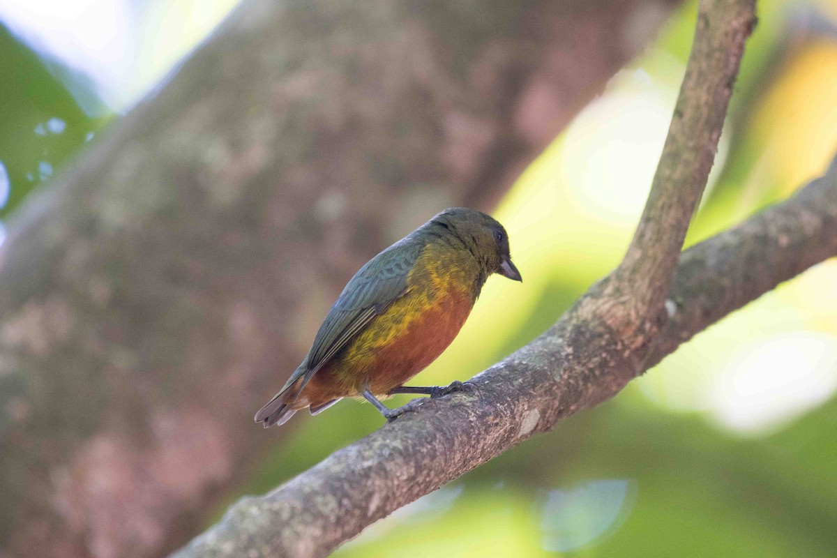 Olive-backed Euphonia - ML622107257