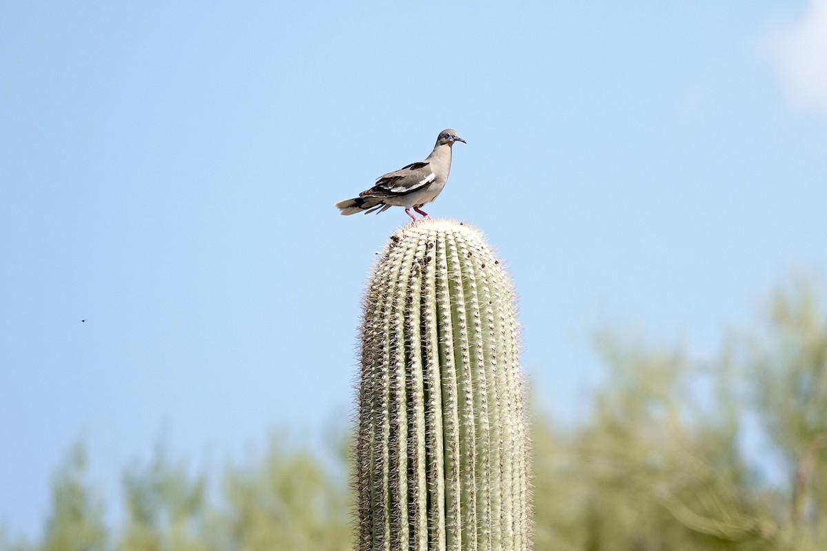 White-winged Dove - ML622107258