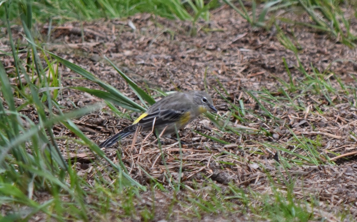Yellow-rumped Warbler (Audubon's) - ML622107259