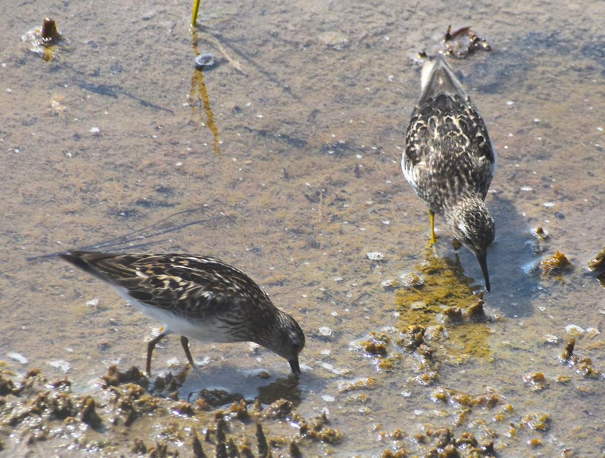 Least Sandpiper - ML622107260