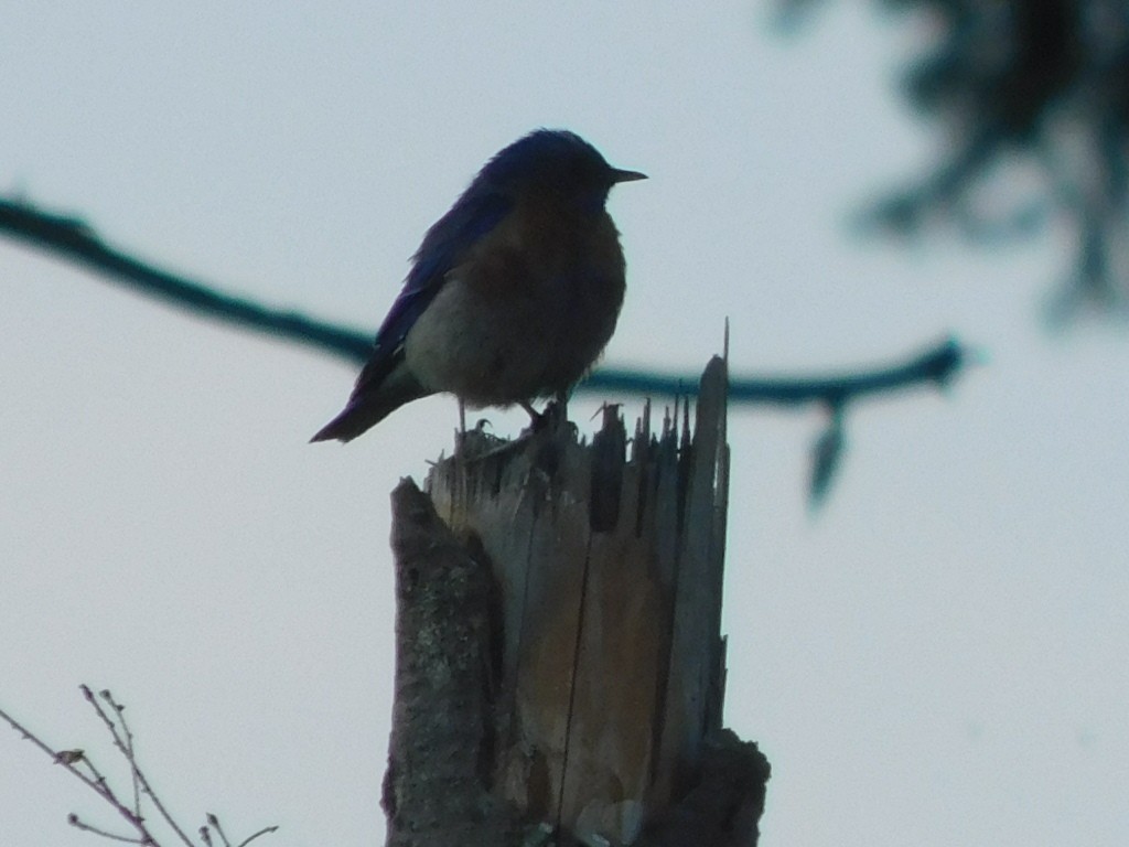 Western Bluebird - ML622107261