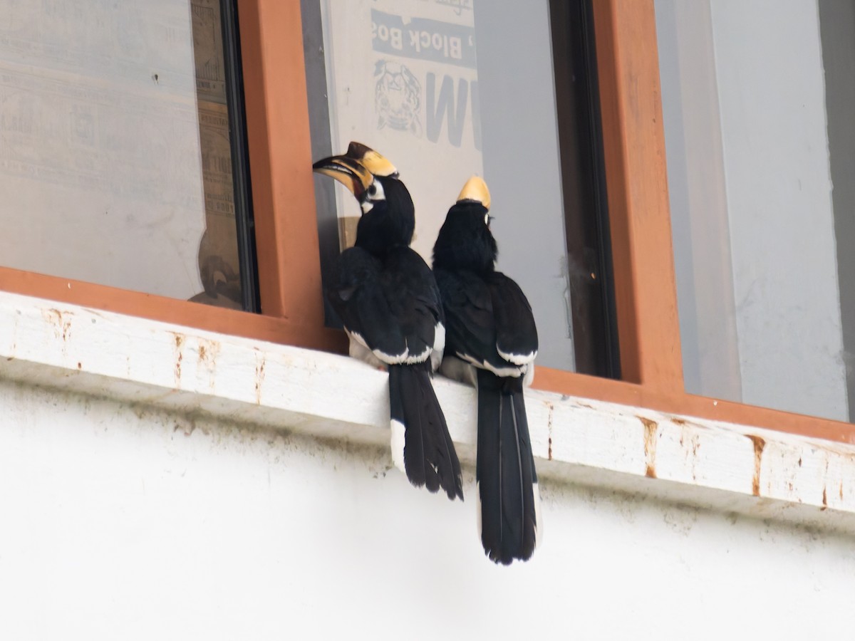 Oriental Pied-Hornbill - ML622107264